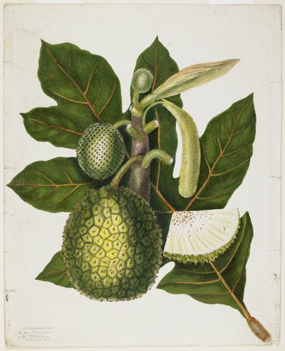 Artocarpus Incisa (Das wahre Brotfruchtbaum der Philippinen), Dezember 1866 von Priscilla Susan Bury